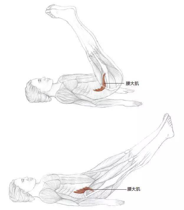 腰肌锻炼方法图解图片