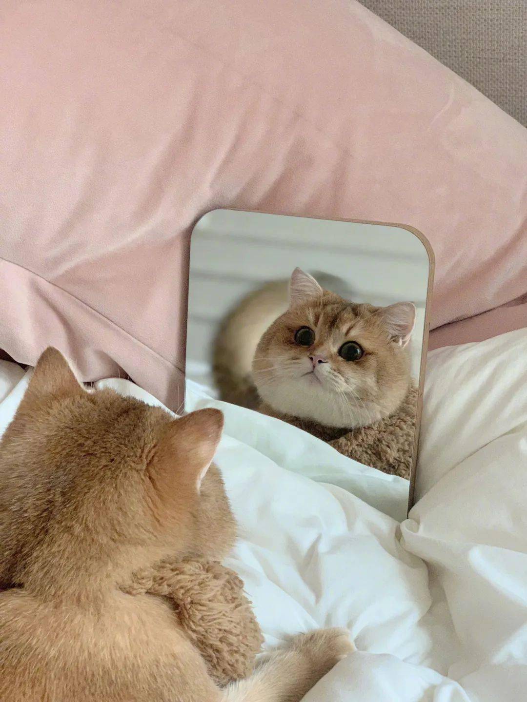 自恋猫咪照镜子被镜子中的自己帅到了