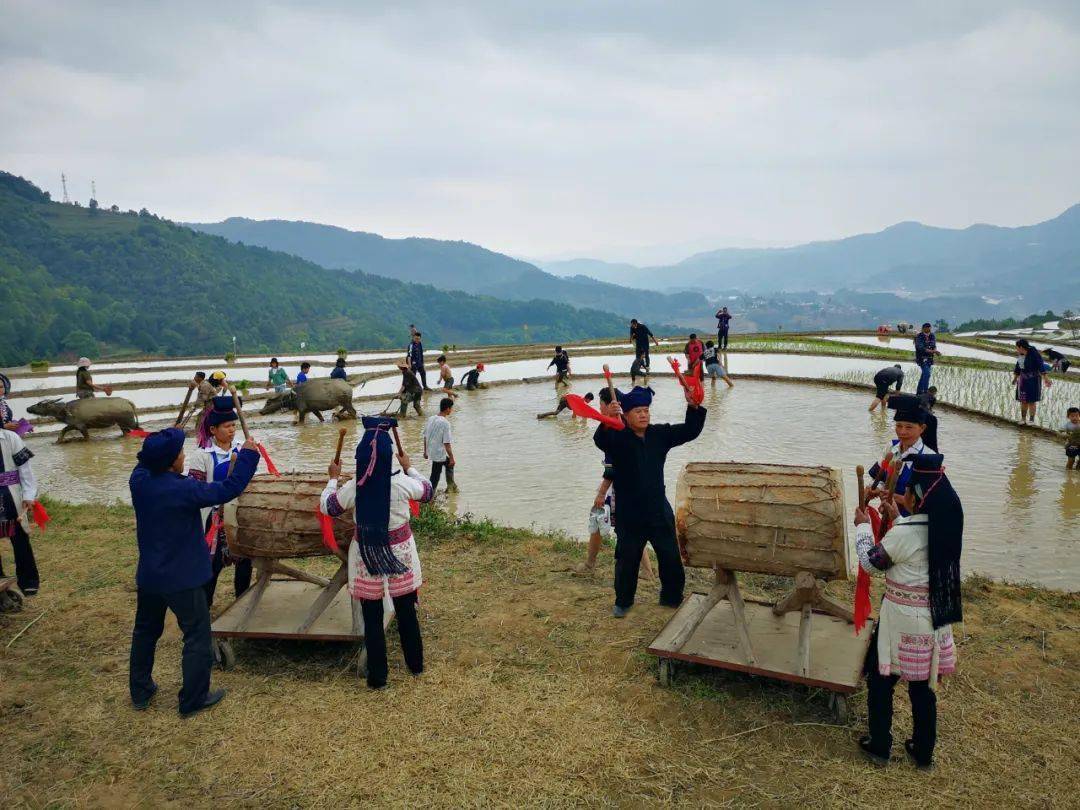 的哈尼人举行"开秧门"仪式,这是哈尼族梯田文化中一项重要的祭祀习俗