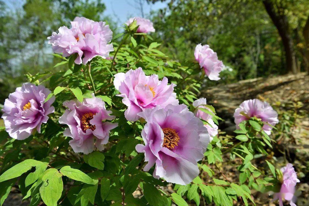 云想衣裳花想容春风拂槛露华浓保康牡丹馨香袭人