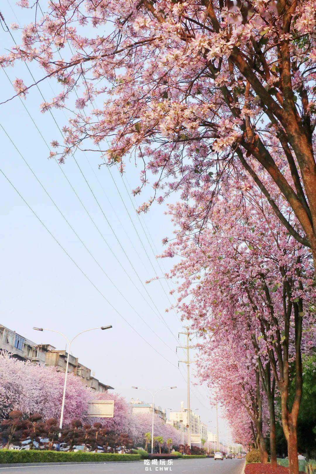 刷屏了桂林紫荆花海向你发出邀请