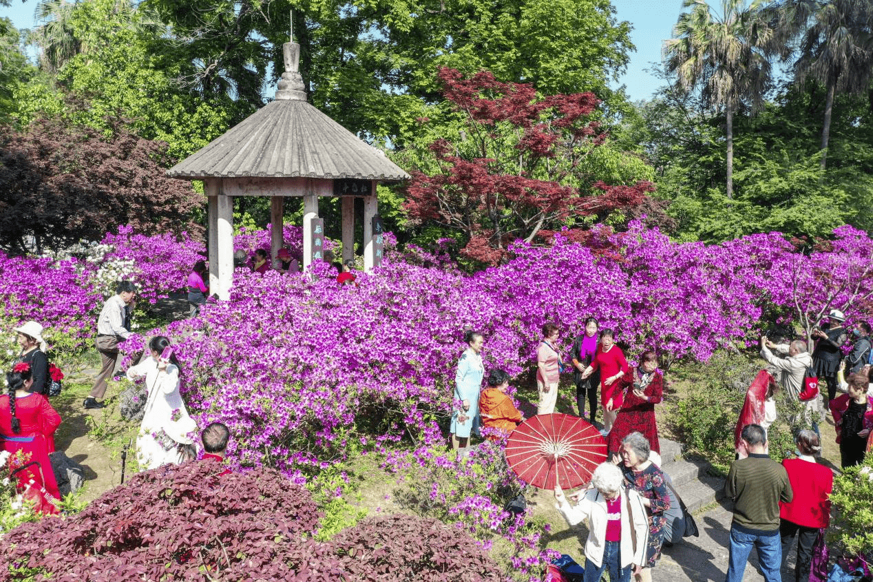 花开八桂春意浓桂林街头鲜花夹道市民赏花游园不负春光