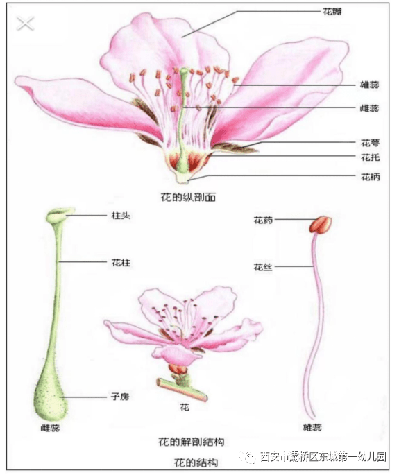 玉兰花的结构示意图图片