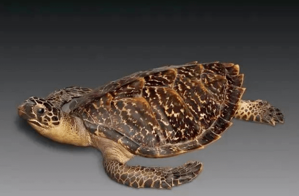 宋代人喝茶爱用的玳瑁盏好看到炸裂