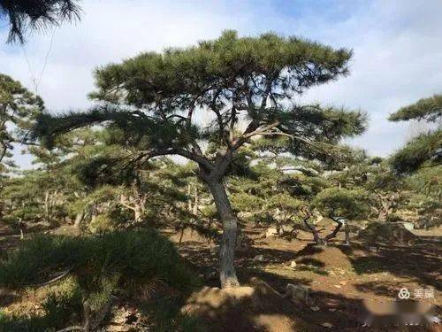 寿川文苑雒官精神绿寿川帝师遗韵种松歌