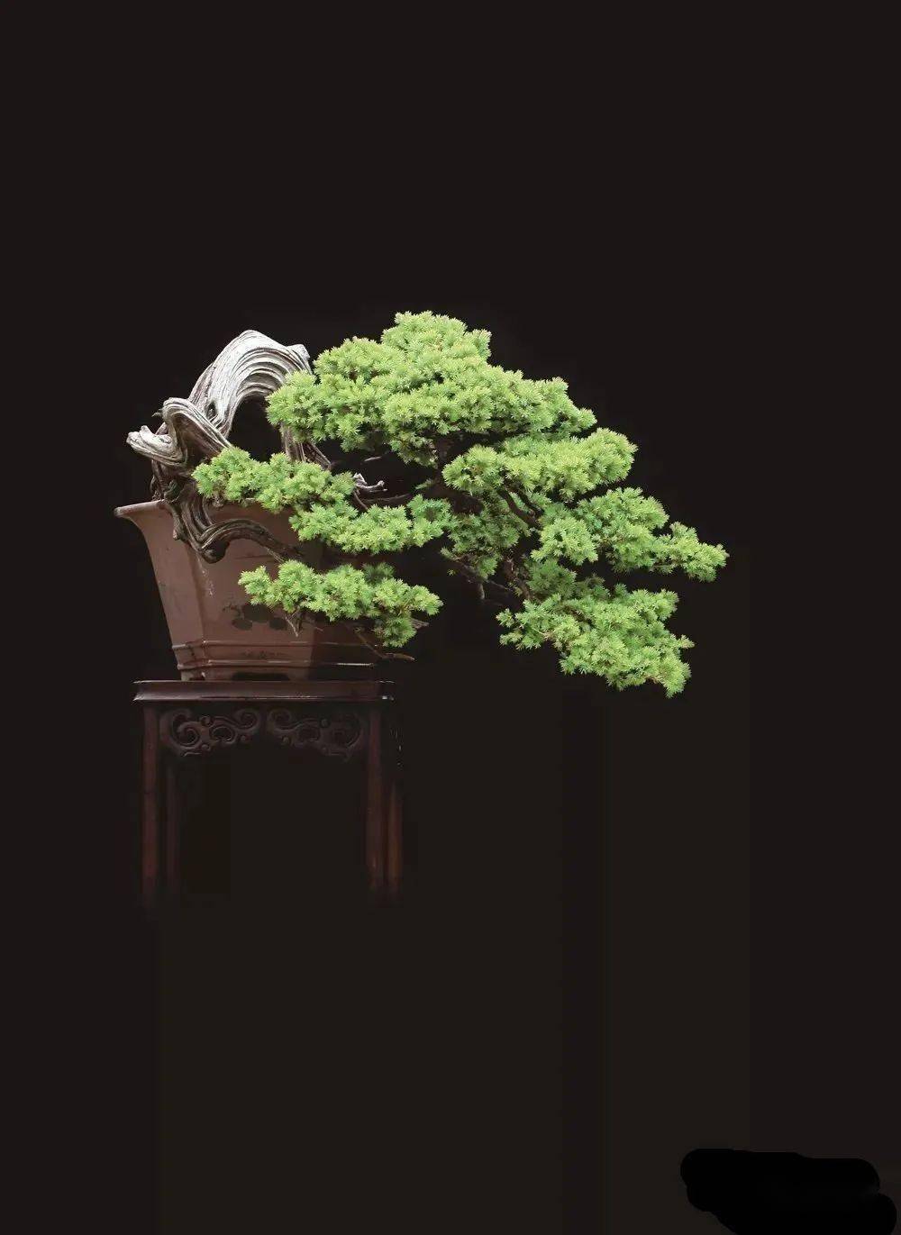 【高清大图】徽风骨韵——王恒亮盆景艺术_图文_中国_作品