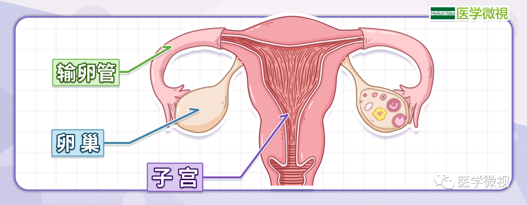 女性的卵巢,是一对形如扁杏仁的内分泌器官,分布于盆腔,位于子宫的