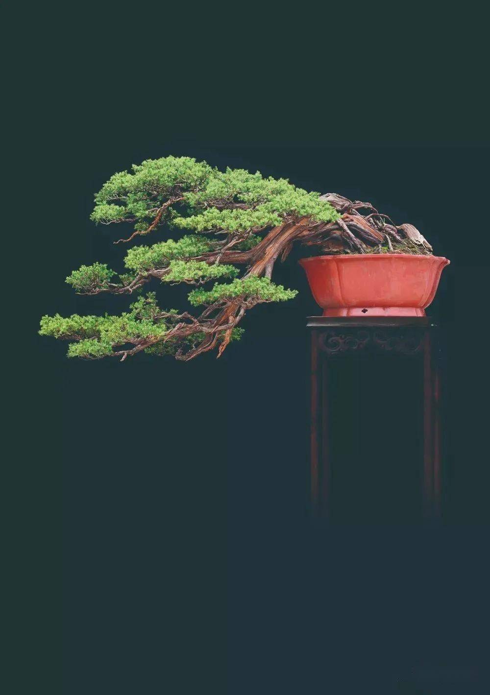 高清大图徽风骨韵王恒亮盆景艺术