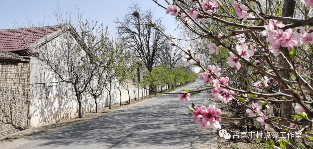 新时代文明实践看静海 陈官屯镇吕官屯村 种树就是种幸福