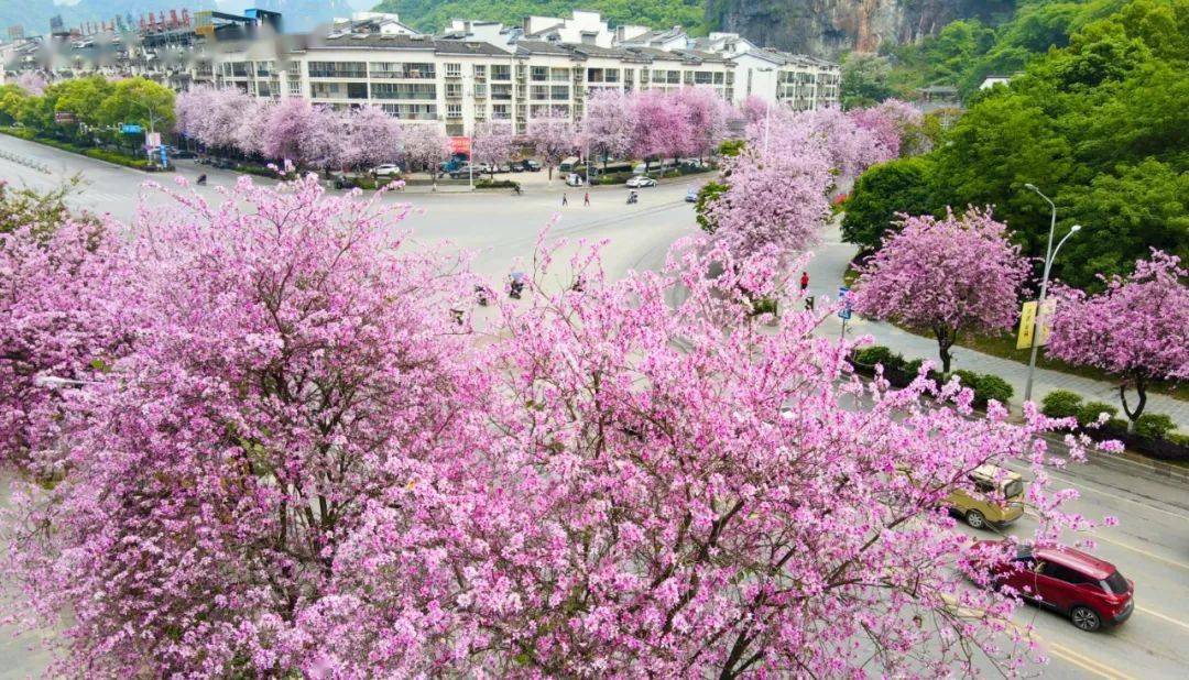 桂林向您汇报阳朔篇丨藏不住了阳朔紫荆花已开粉粉惹人爱