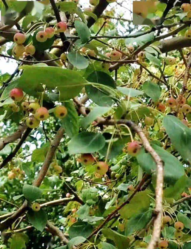 故事树之八棠棣