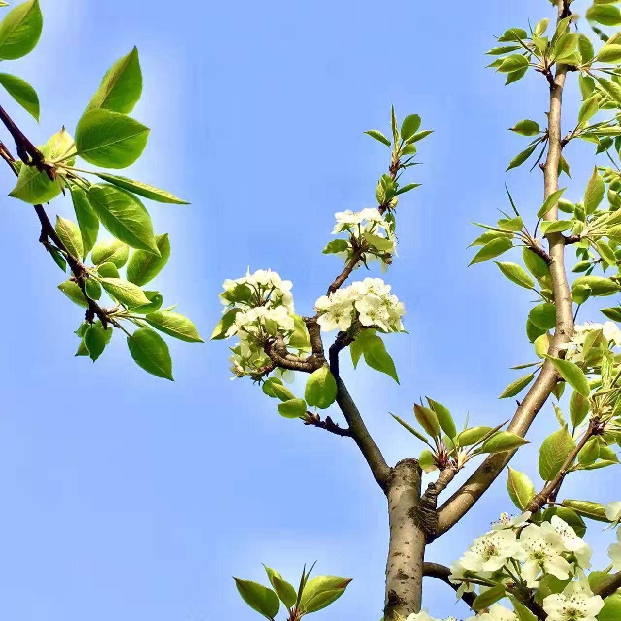 渭南市華州區:百花盛開 春意濃濃_櫻花_柳枝_油菜花