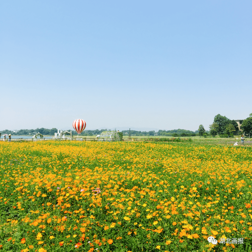 荆门圣境山花海公园花景迷人 (谢正富 摄影)微风正好,风光明媚的