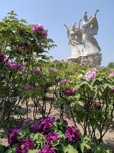 400多棵太空牡丹竞相绽放"清代牡丹王"迎来盛花期_曹州_百花园_荷花