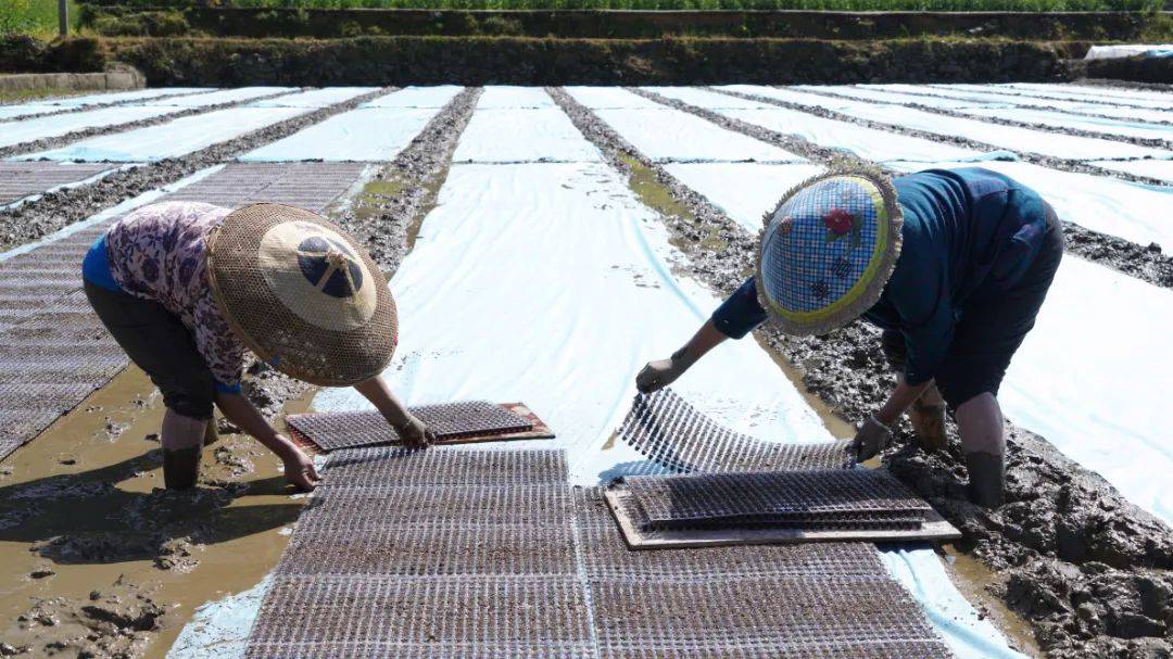 围绕"四新"主攻"四化" | 沿河:抢抓农时 水稻育秧忙_秧盘_工作_秧苗