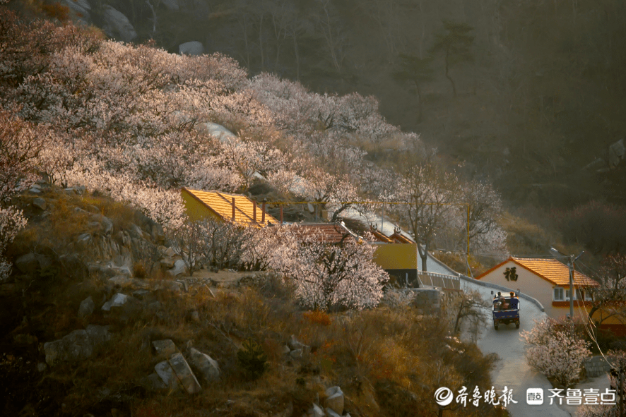 壹點圖集漫山遍野盛開櫻桃花煙臺海陽小山村宛若世外桃源