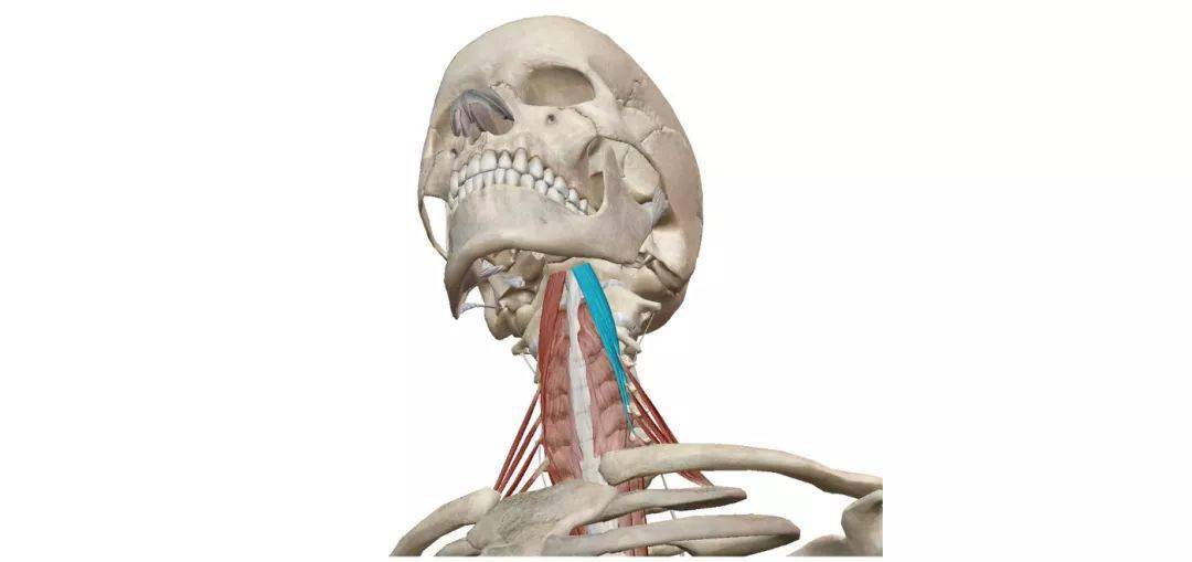 3分钟掌握头部前倾纠正方法_肩胛_肌肉_颈部