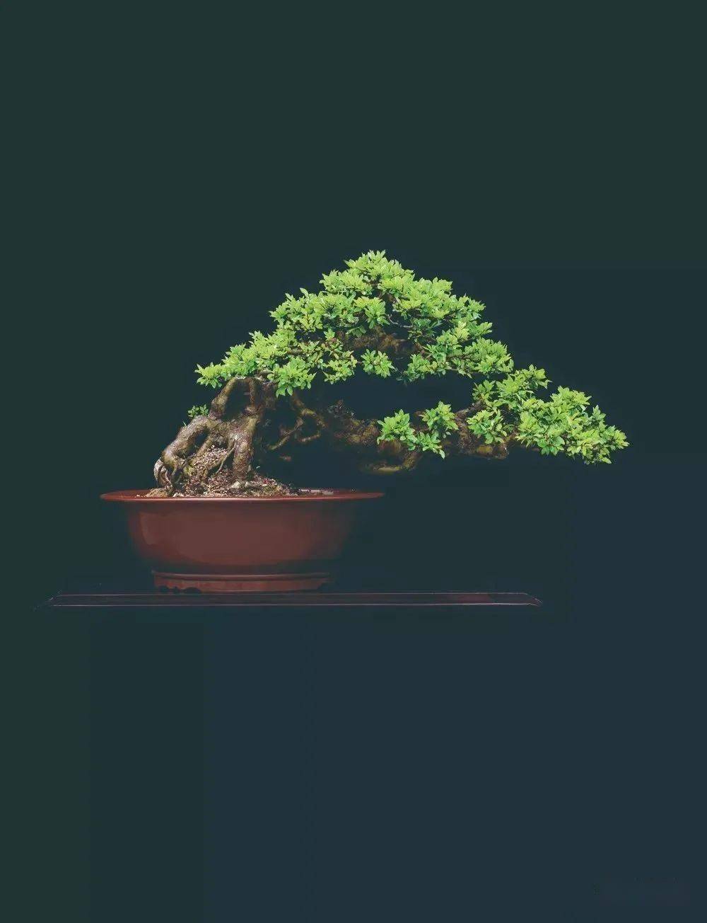 高清大图徽风骨韵王恒亮盆景艺术