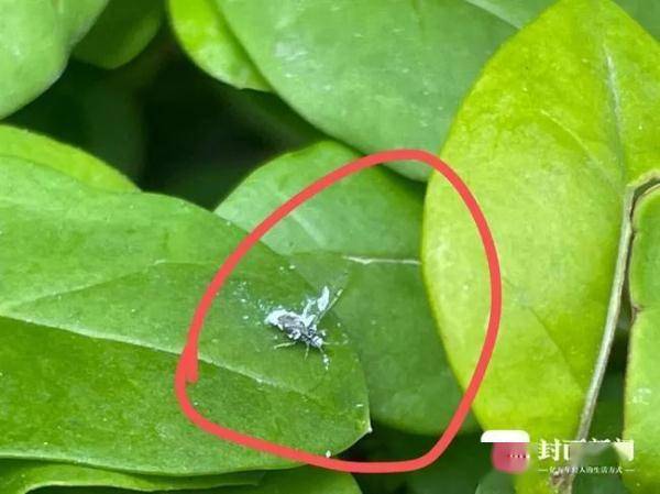 有人说是患了白化病的苍蝇,也有人说是夏天常见的"小蚊子",但都没有一