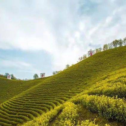 中国茶创新为何难?_袋泡茶_原叶茶_品牌