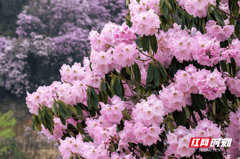 炎陵云上大院赏花步入杜鹃档4月13日与你有约