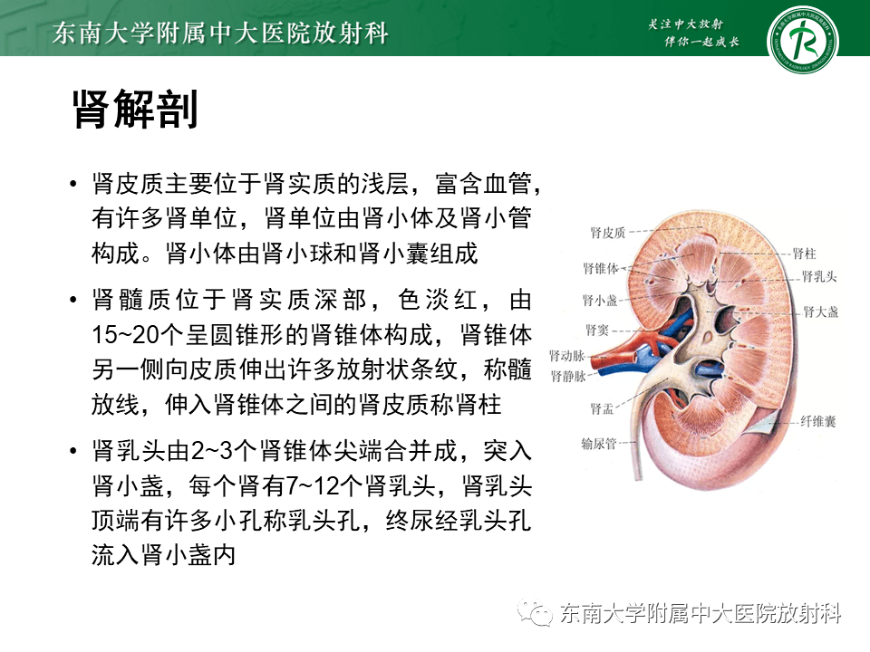 髓质海绵肾ppt图片