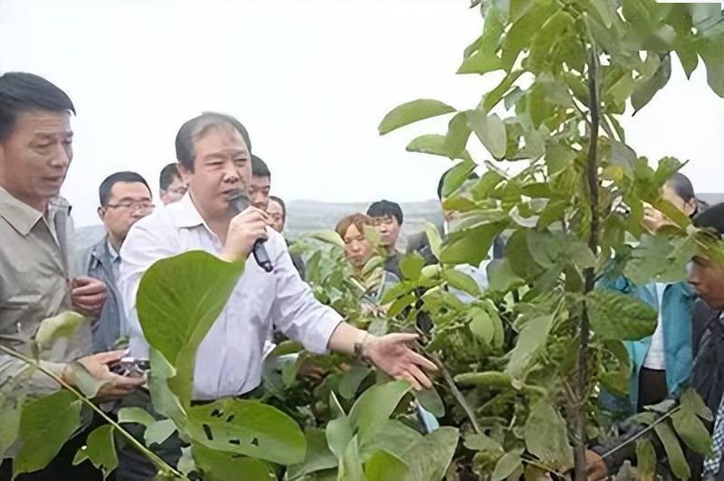 连翘的资源分布及育苗播种技术_种子_山西_处理