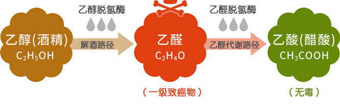 酒精代谢过程 来自搜狐网