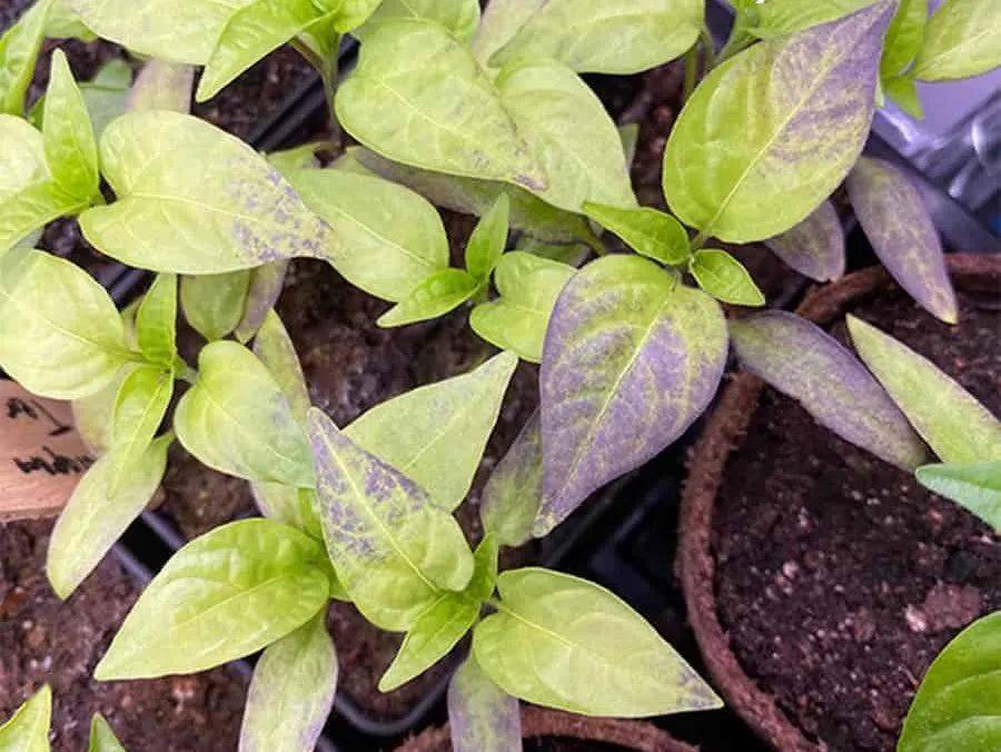 植物缺磷实例:植物缺磷症状:植株生长发育受阻,分枝少,矮小,叶片出现