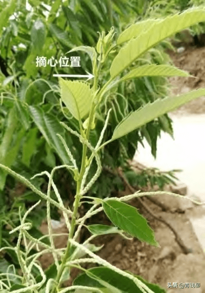 总之,摘心去叶是板栗树修剪的一项关键技术,是促使板栗树冠早形成,早