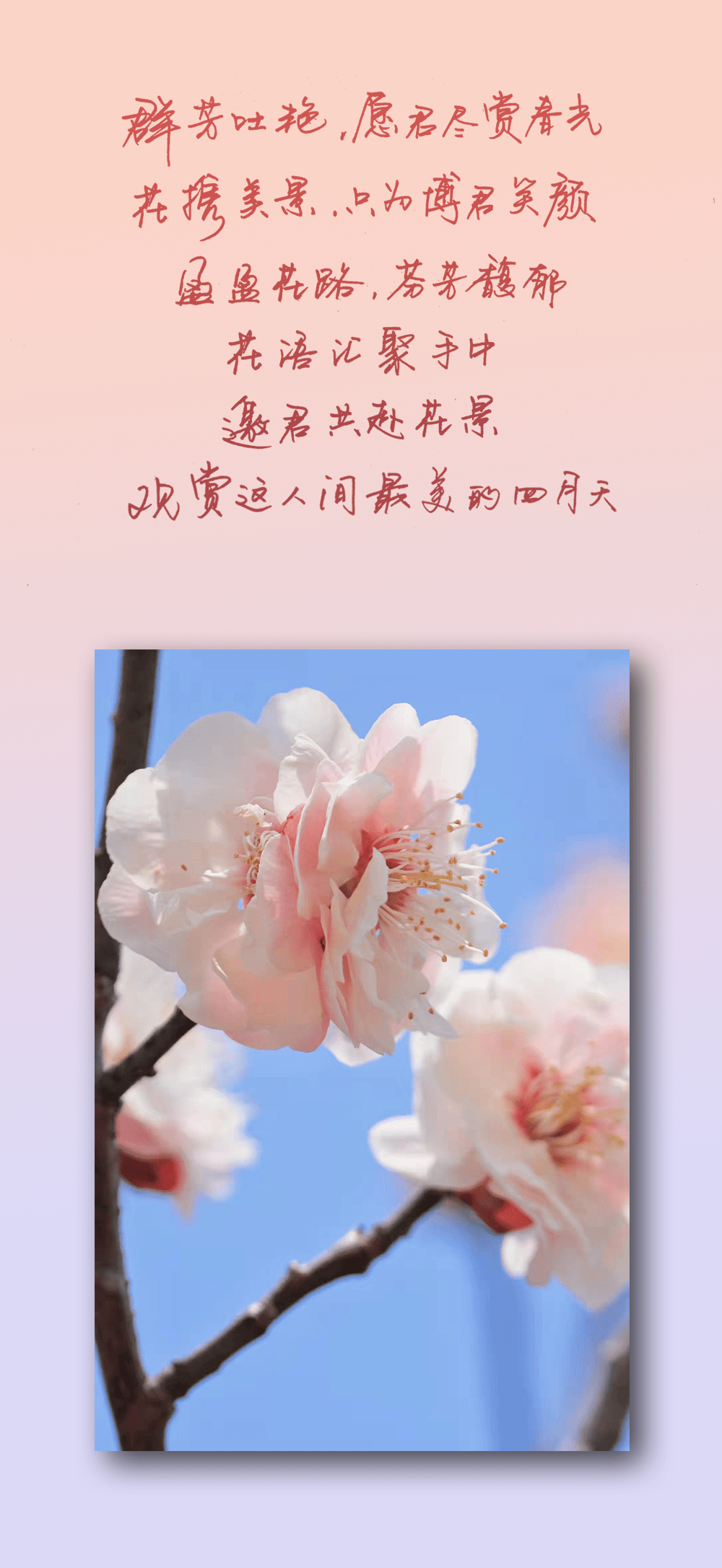 春暖花开四月含香于大外绽放