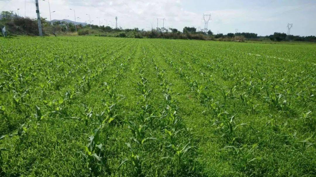 如何对玉米田稗草说拜拜