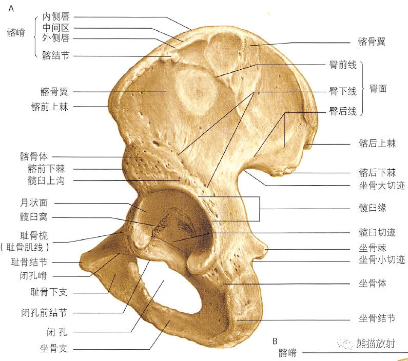 骨盆入口平面解剖图图片