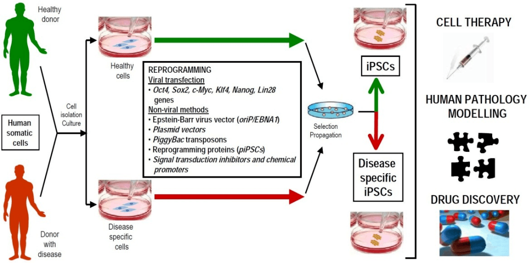 纯化学诱导,北大邓宏魁团队首次将人成体细胞重编程为多能干细胞,业内