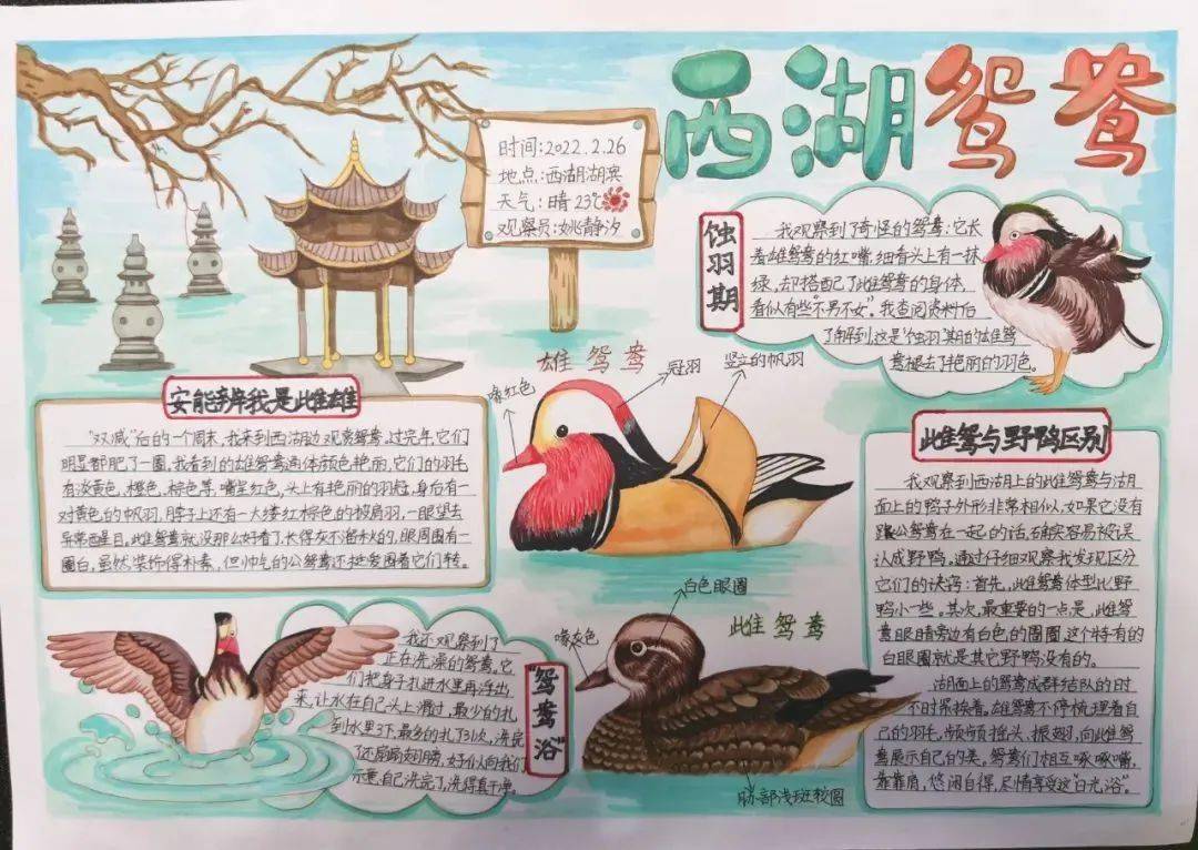 爱鸟周 | 杭州市第五届鸟类自然笔记大赛优秀作品展示