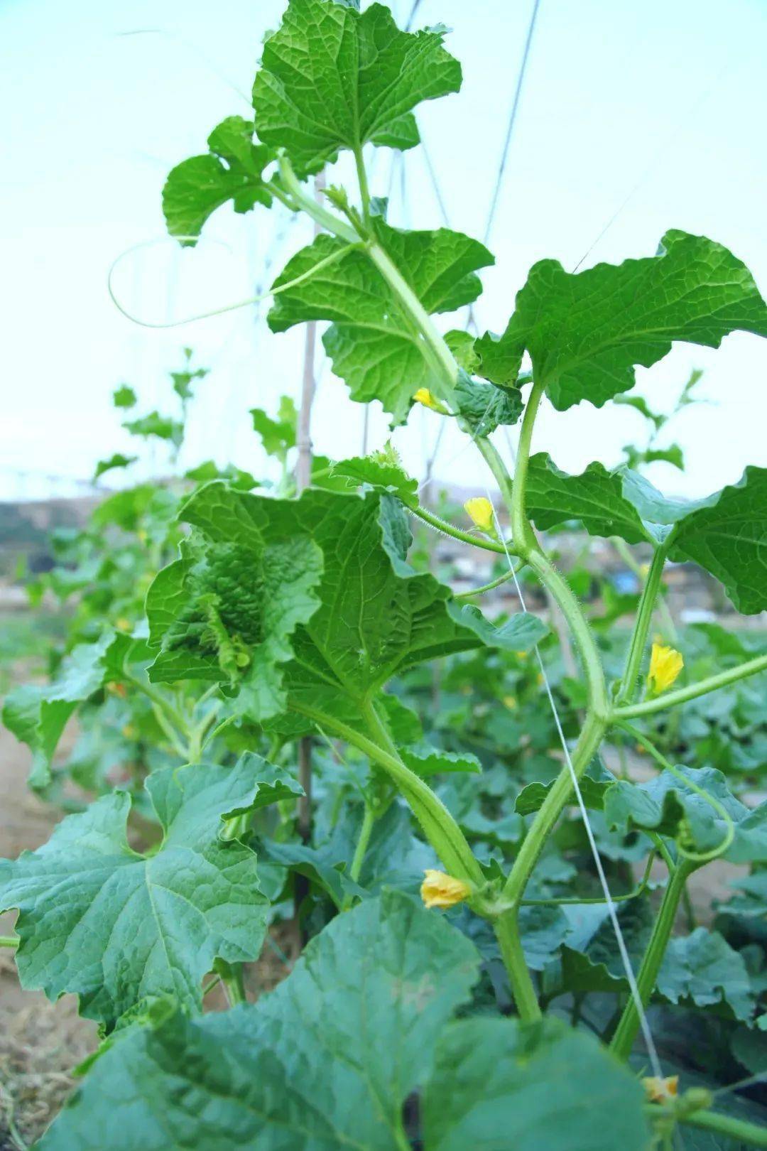 第一批来了盐边哈密瓜本月底开摘