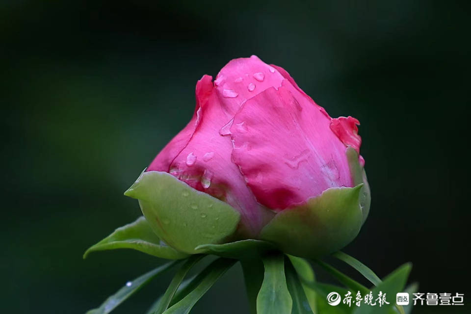 泉城公园含苞待放的牡丹花蕾