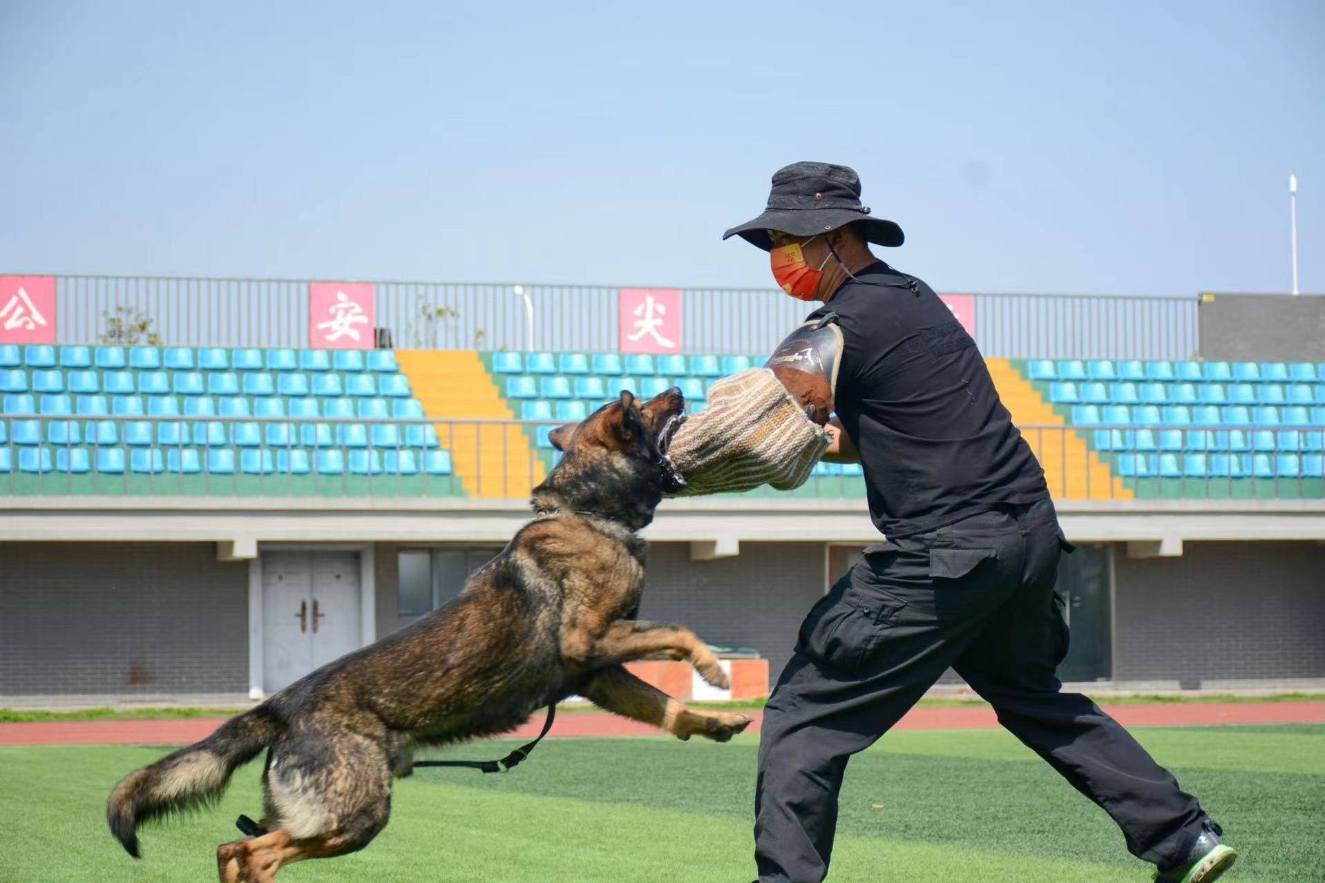 合肥特警提升警犬实战能力加强路面巡逻防控