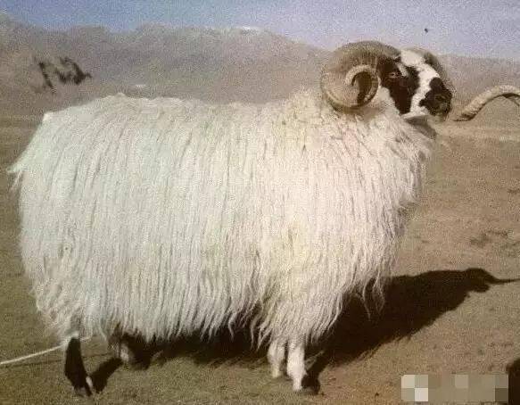 西 藏 羊(tibet sheep)我國古老的三大粗毛綿羊品種之一.