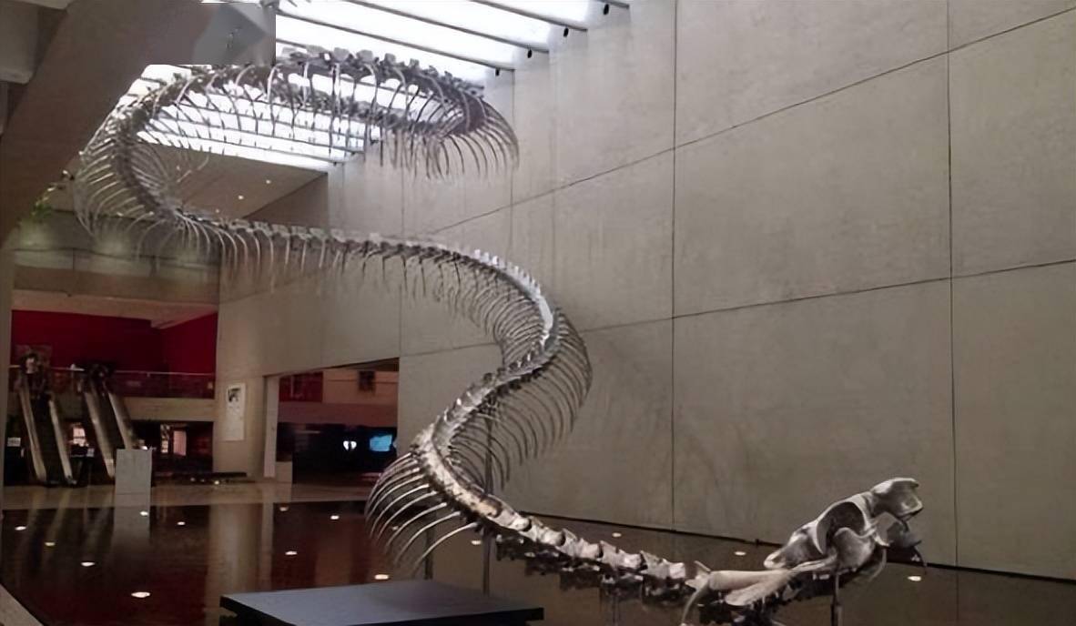 现存最长的蟒蛇泰坦蟒已经消失在了历史的长河中,在我们现有的3000多