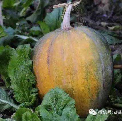 路南民间歌谣：种瓜歌_征集_水瓢_小瓜