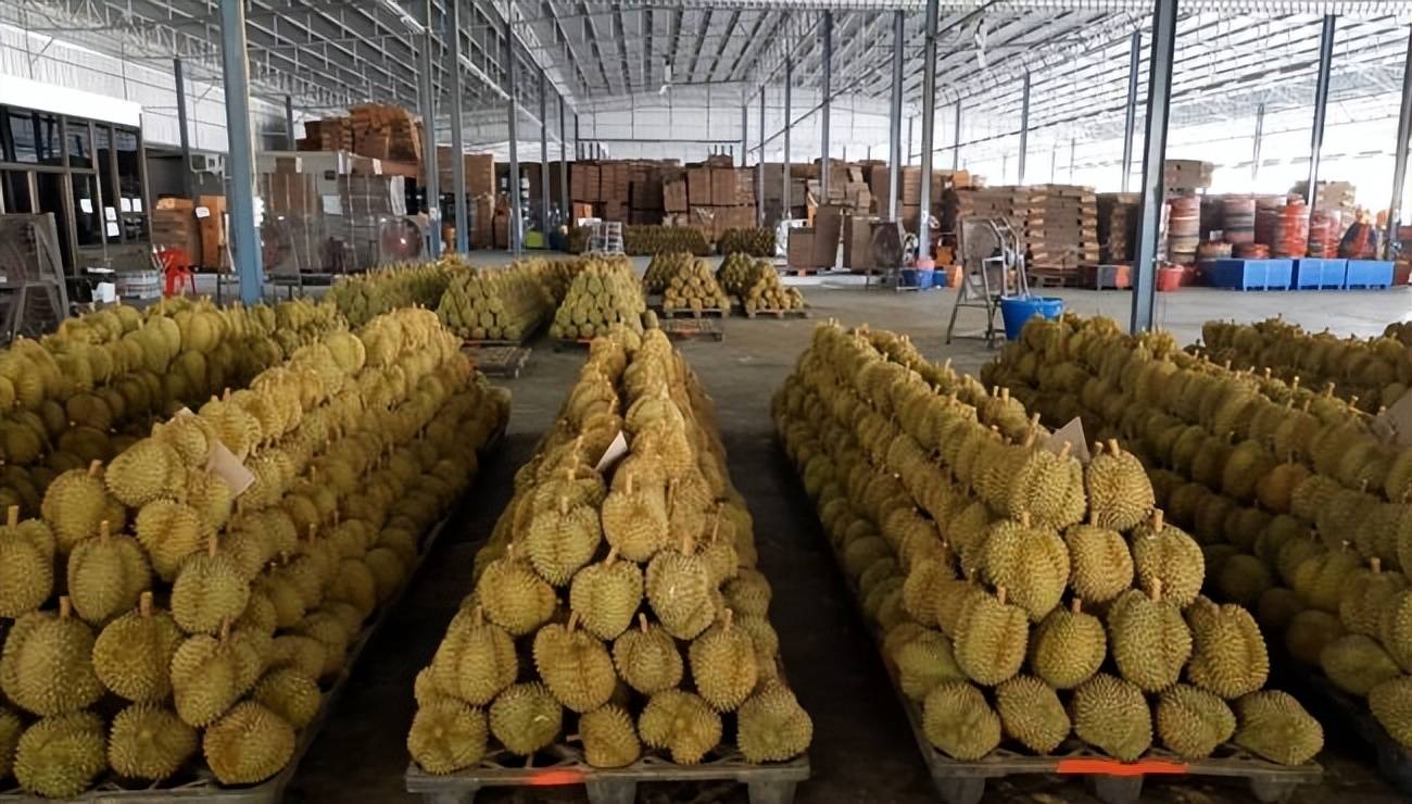 中国进口泰国榴莲检测出新冠巴育派农业部副部长跟进处理