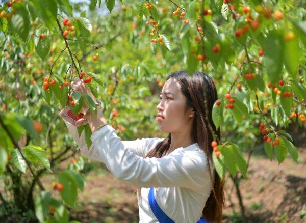 纳雍总溪河樱桃节图片