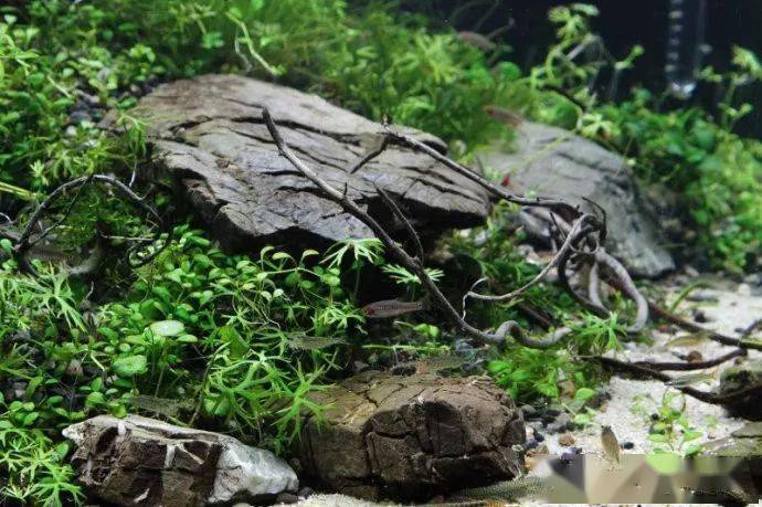 原生溪流缸大合集!难得一见!|【水族圈低调分享】