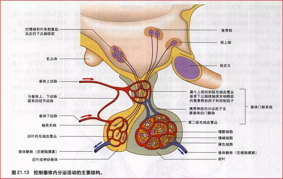 重要神经结构的血供示意图