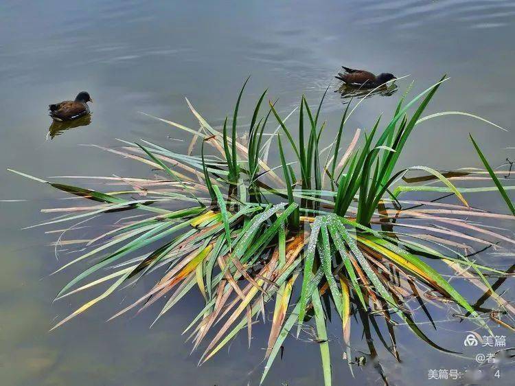 用手机记录浣花溪畔的鸟儿_公园_成都_草堂寺