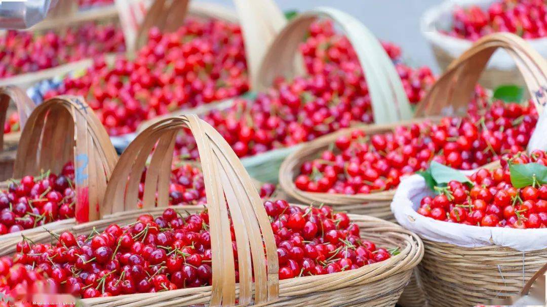 米易黄草樱桃上市啦小樱桃带红大产业