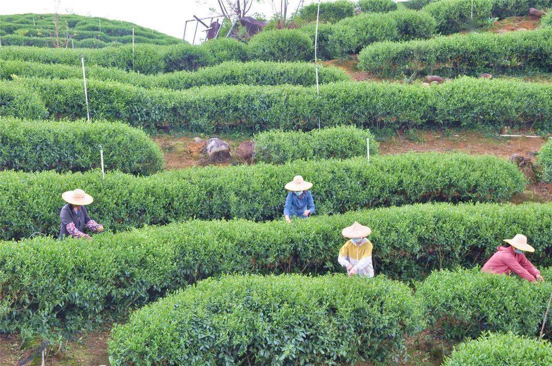 怀集新岗茶场图片