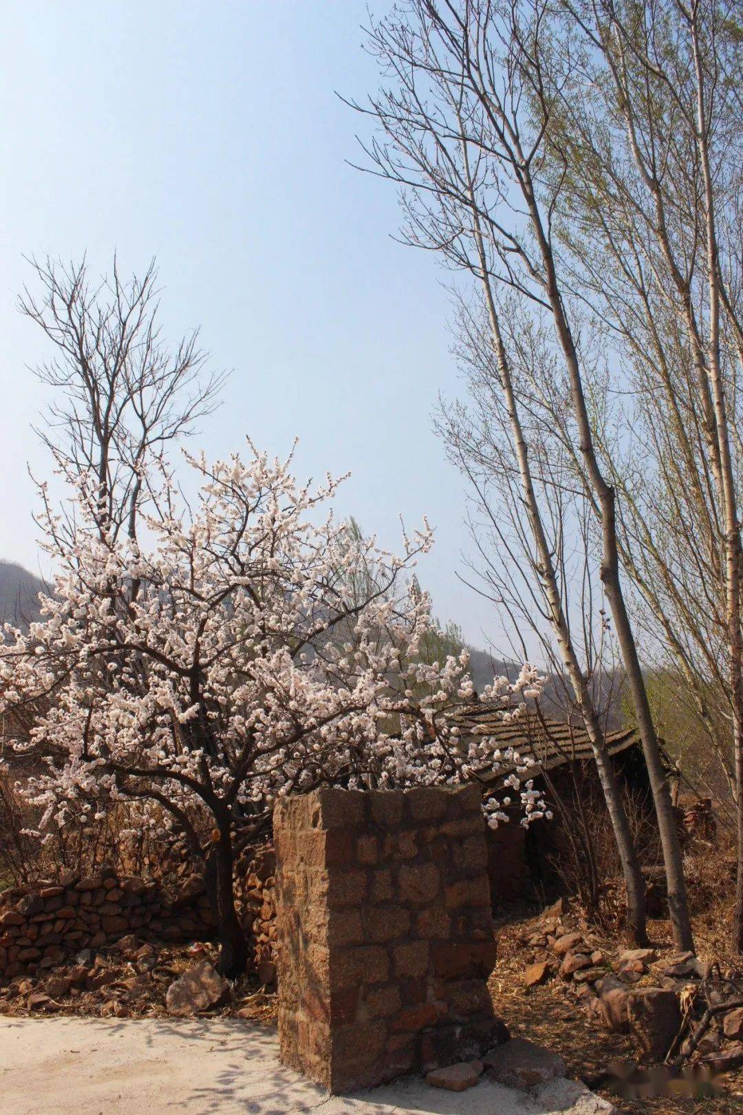 抚宁最美的一幕来了错过只能再等一年
