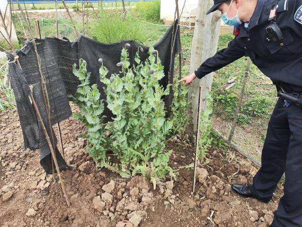 潢川警方查处两起非法种植罂粟案_刘某_李某_毒品